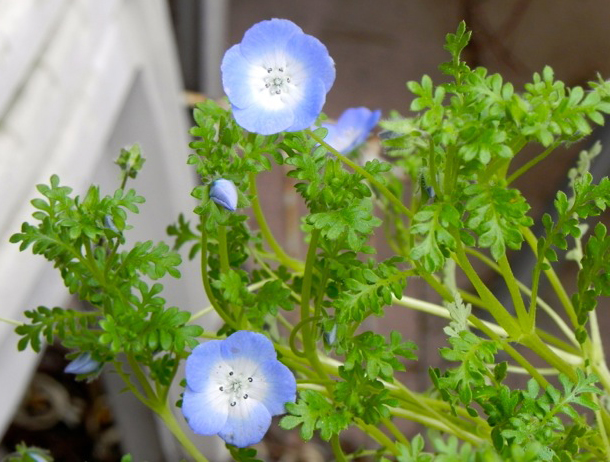 Nemophila