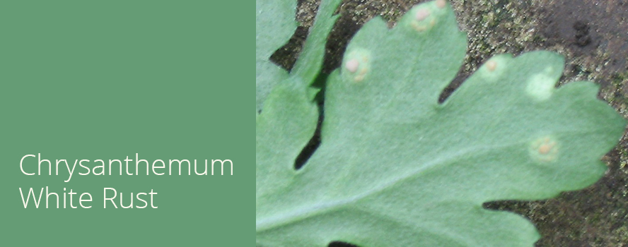 Chrysanthemum White Rust Outbreak in Southern California