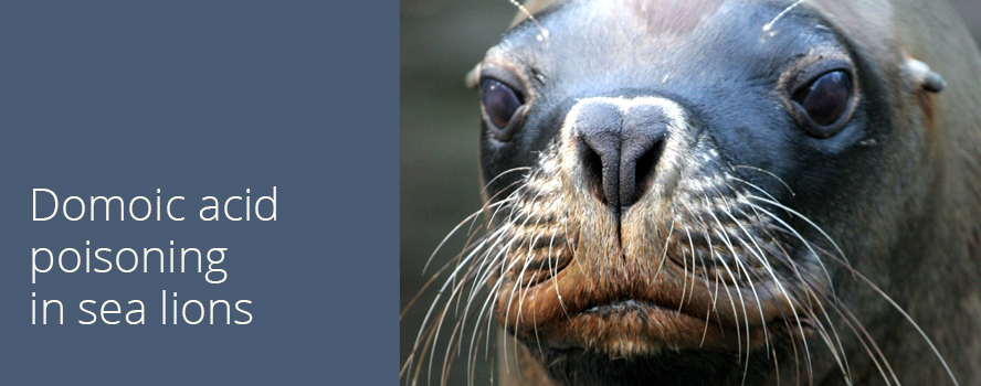 Domoic Acid Poisoning in Sea Lions