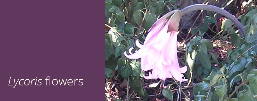 The Magic Lily—a Drought Tolerant Species of Lycoris