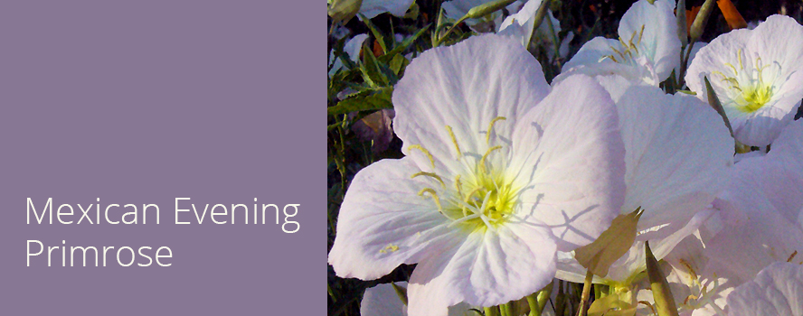 Oenothera speciosa—a Drought Tolerant Perennial Groundcover