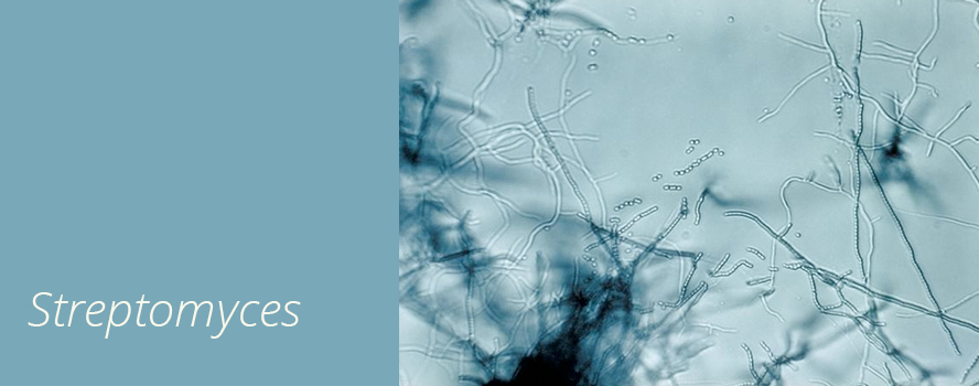 Streptomyces, Antibiotics, and Microbial Conflict in the Soil