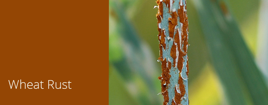 Wheat Rust Threatens World’s Wheat Crops