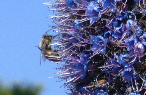 Honeybee: The buzzing; the buzzing