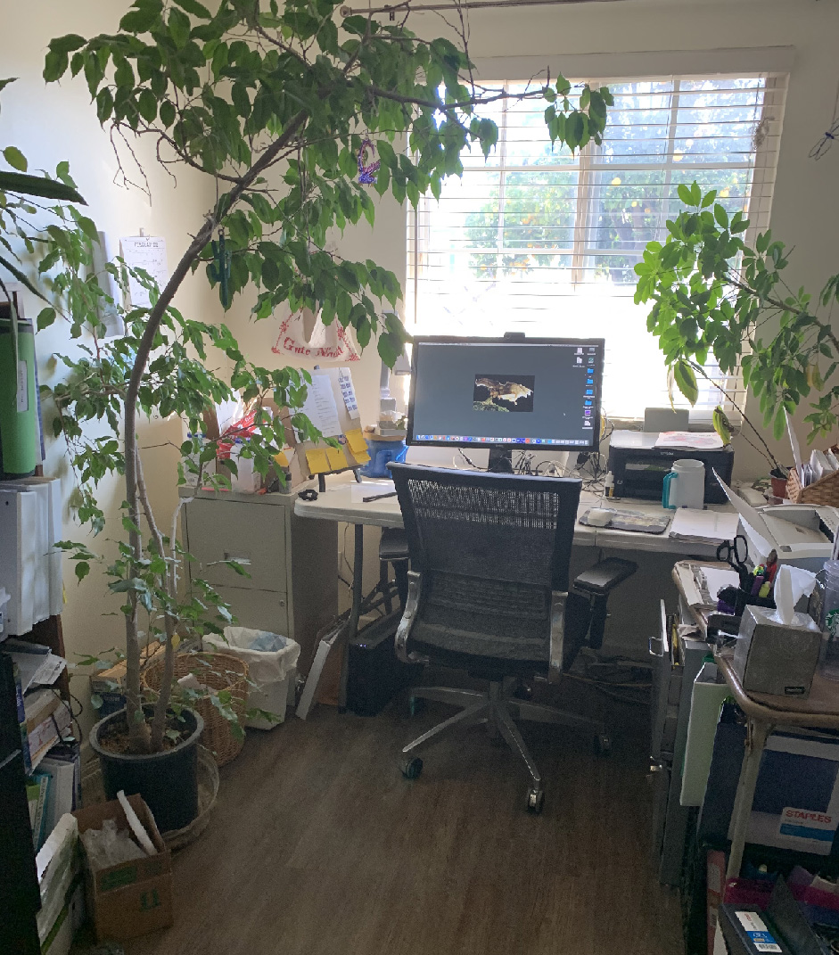 Helga George's office - all things plants